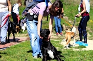 Monte Picoto passa a dispor de Parque Canino - imagem #6