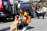 Monte Picoto passa a dispor de Parque Canino - imagem #8
