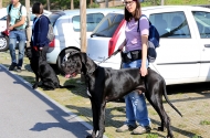 Monte Picoto passa a dispor de Parque Canino - imagem #9