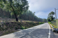 Município alarga faixa de gestão de combustível na estrada da Falperra