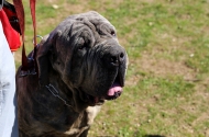 Monte Picoto passa a dispor de Parque Canino - imagem #13