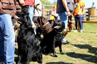 Monte Picoto passa a dispor de Parque Canino - imagem #15