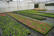 725 mil plantas de época produzidas em 2023 no Horto Municipal