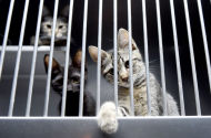 Município de Braga apela à protecção dos animais de estimação
