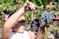 Festa das Colheitas aproxima Gerações - imagem #9