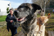 Município de Braga apoia a esterilização de 345 animais em 2024