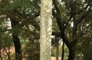 Castro del Monte da Consolação - imagen #2