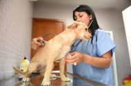 Braga disponibiliza ‘Cheque Veterinário’ a famílias carenciadas
