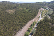 Proteção Civil de Braga planta 1885 árvores para reforçar a floresta e prevenir incêndios