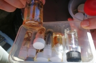 Projecto sensibiliza alunos para ecologia e sustentabilidade ambiental