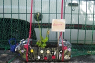 Concurso Escola Mais Verde