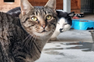 Município de Braga já apoiou a esterilização de 1734 gatos através do projeto CED