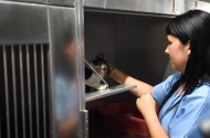 319 felídeos esterilizados ao abrigo do programa CED