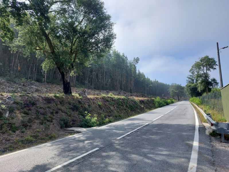 Município alarga faixa de gestão de combustível na estrada da Falperra