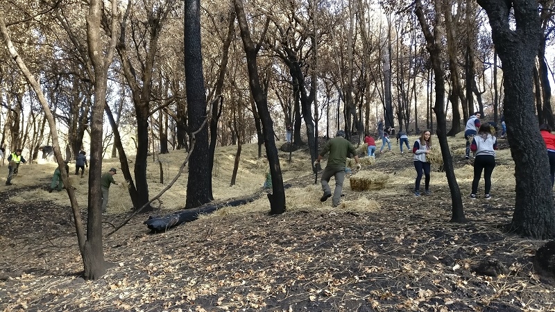 Braga implementa medidas de mitigação dos solos pós-incêndios