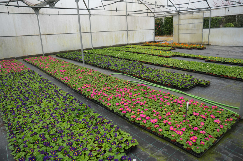 725 mil plantas de época produzidas em 2023 no Horto Municipal
