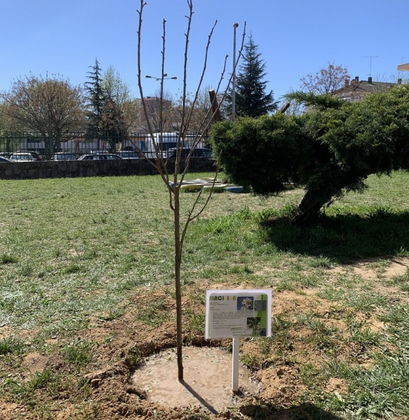 Município distribuiu árvores de fruto às Escolas Básicas e Jardins de Infância de Braga