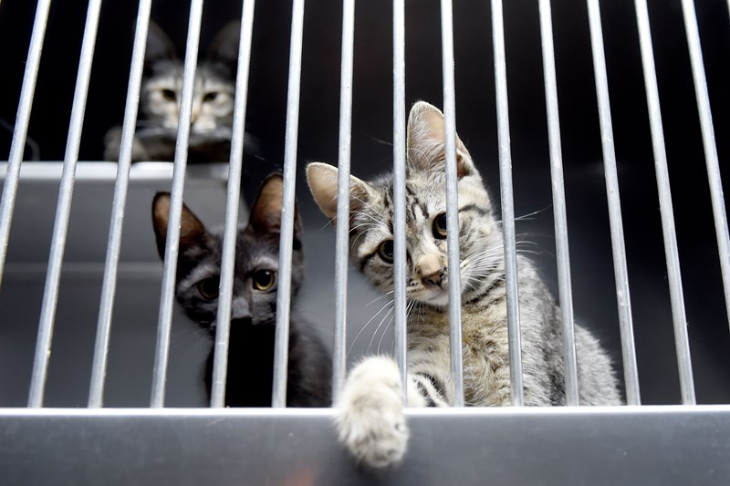 Município de Braga apela à protecção dos animais de estimação