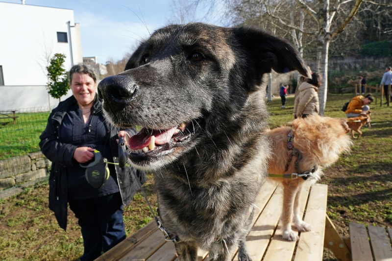 Município de Braga apoia a esterilização de 345 animais em 2024
