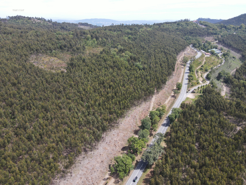 Proteção Civil de Braga planta 1885 árvores para reforçar a floresta e prevenir incêndios