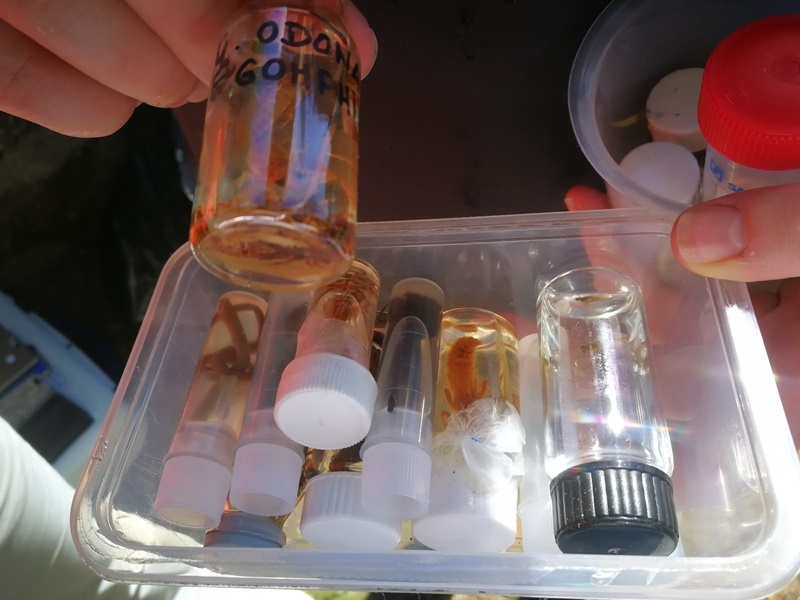 Projecto sensibiliza alunos para ecologia e sustentabilidade ambiental