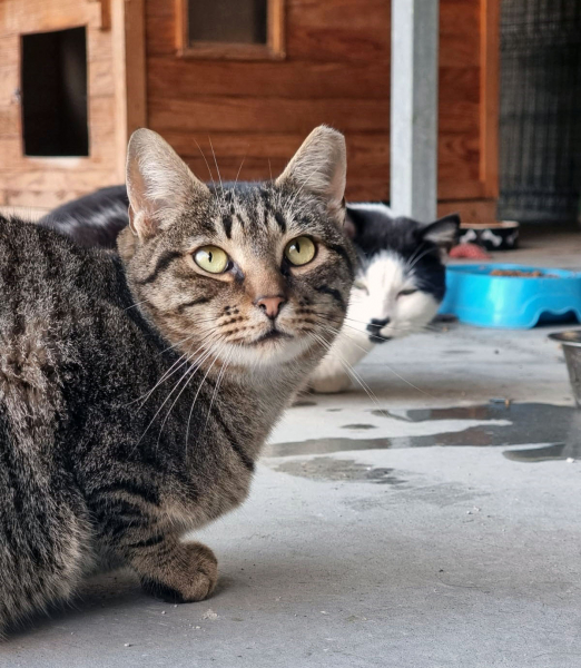 Município de Braga já apoiou a esterilização de 1734 gatos através do projeto CED