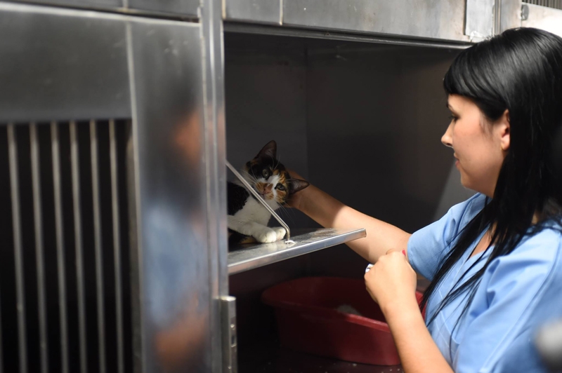 Programa CED Braga já efectuou 1.192 esterilizações de gatos de rua