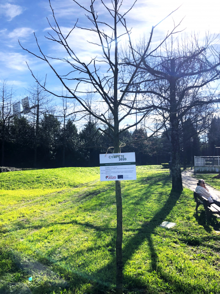 Braga investe cerca de 95 mil euros na (re)arborização de espaços verdes e criação de ilhas-sombra 