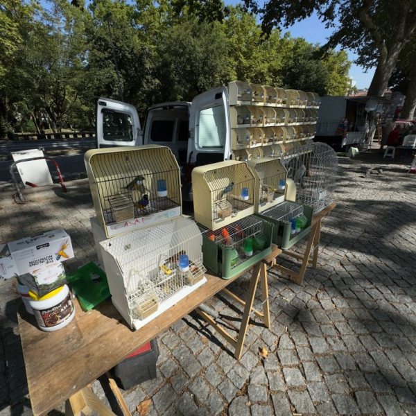 Município de Braga suspende a venda de aves na “Feira dos Passarinhos” devido ao risco elevado de gripe aviária